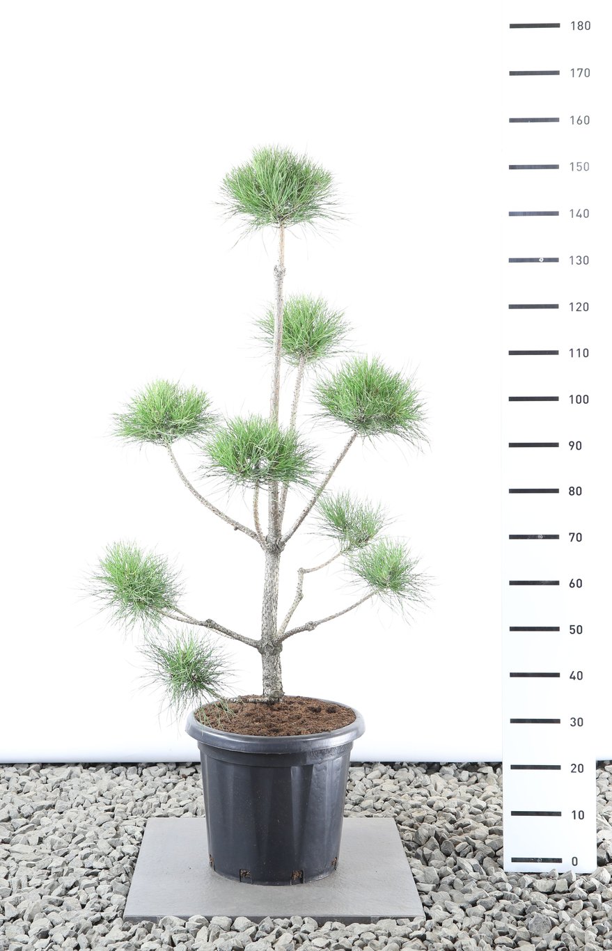 Pinus nigra nigra - 100-125 CM Multiplateau in Container